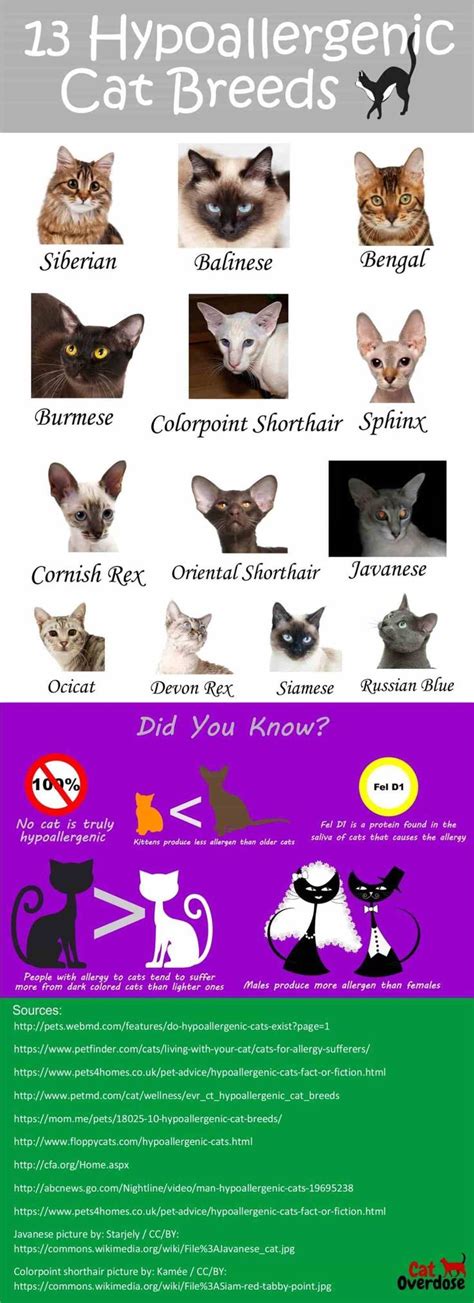 Hypoallergenic Cat Breeds Infographic Cornish Rex Kitten Breeds Dog