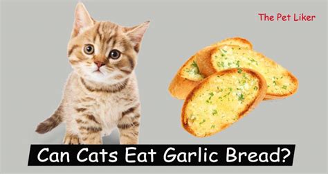 Can Cats Eat Garlic Bread Best Guide 2022 Pet Liker