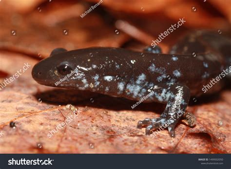 Unisexual Ambystoma Salamander Greatlakes Region United Stock Photo