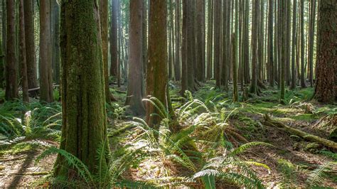 British Columbia Forest British Columbia Forest Photography