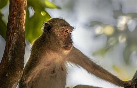 Monyet Ekor Panjang Kabur Dari Kandang Pemiliknya Di Yogyakarta