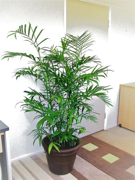 Bamboo Palm Evergreen Interiors