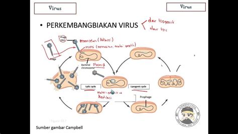 Virus Part 2 Reproduksi Virus Youtube