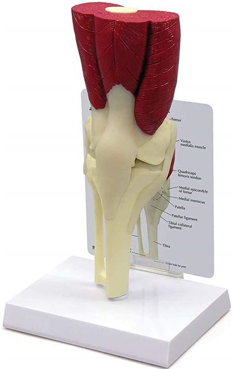 Anatomical Model Model For Human Knee Muscles Anatomy Of The Norma My