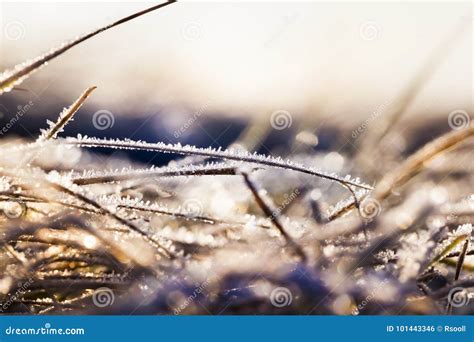 Green Grass In The Frost Stock Photo Image Of Lush 101443346