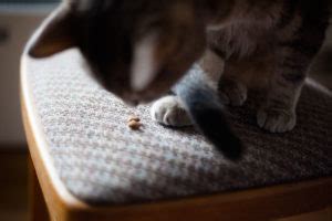 Nevertheless, their behavior still remains. My Cat Likes Lettuce! Can Cats Eat Lettuce? Is It Safe to ...