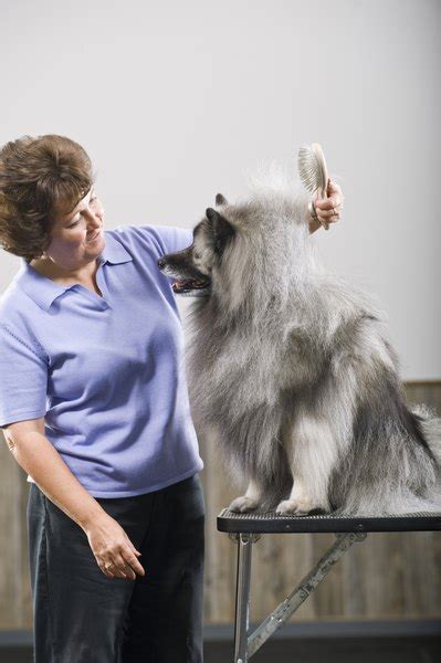 Regular brushing will keep mats at. Can You Detangle a Dog's Matted Fur Without Cutting It All ...
