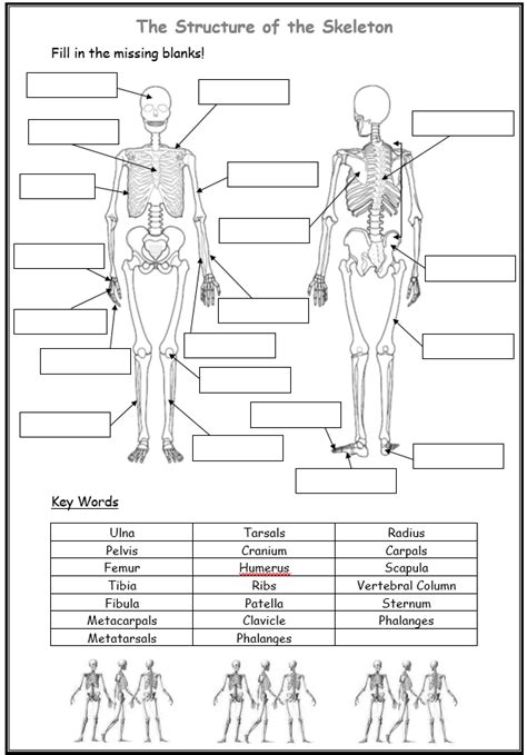 Printable Skeleton Labeling Worksheet Printable Word Searches