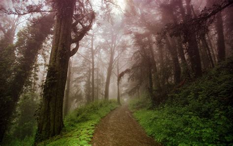 Foggy Forest Backgrounds Free Download Pixelstalknet