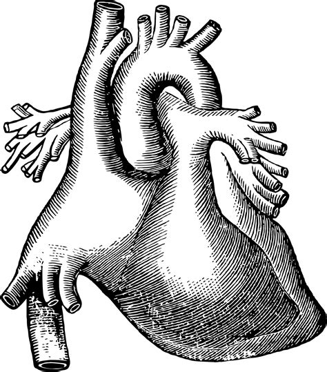 Human Heart Free Stock Photo Public Domain Pictures
