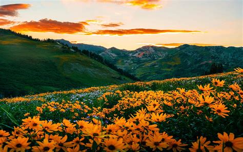 1920x1080px 1080p Free Download Wildflower Sunset Dream At Alta