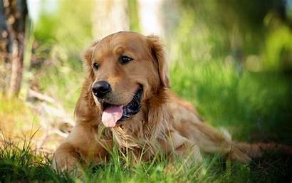 Retriever Golden Dog Wallpapers Desktop Dogs Puppies