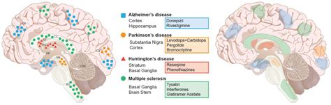 Brain Sciences Free Full Text Neurodegenerative Diseases