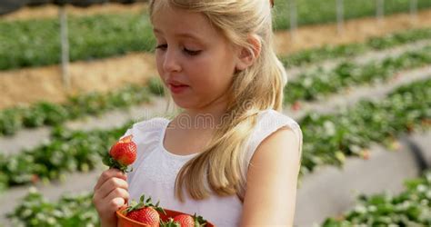 Girl Eat Strawberry Fruit In Studio Young Woman Eating Strawberry