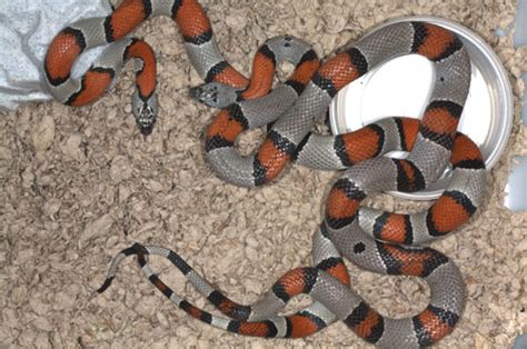 Grey Banded Kingsnake Facts And Pictures Reptile Fact