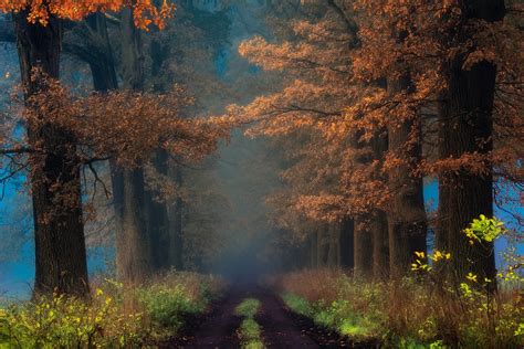 배경 화면 1920x1282 Px 가을 경치 이파리 안개 자연 통로 도로 관목 해돋이 나무