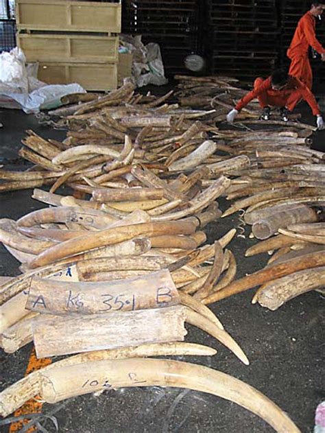 Illegal Ivory Trade Rising Wildlife Trade News From Traffic