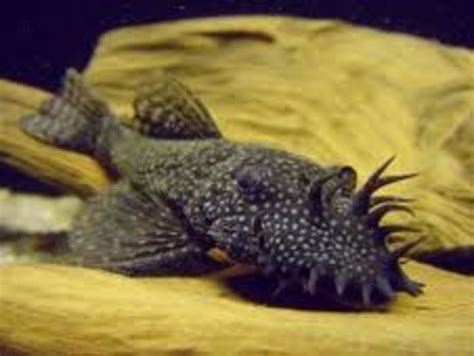 How To Choose The Right Plecostomus Pleco Pethelpful