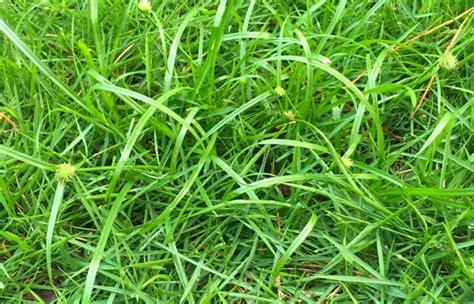 Weeds Look Like Grass