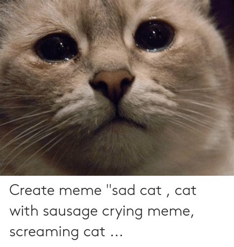 Crying Cat Wholesome Meme