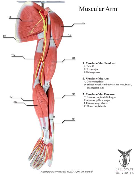Arm muscle diagram (page 1). Shoulder Muscles Chart / Muscles Of The Shoulder And Back ...