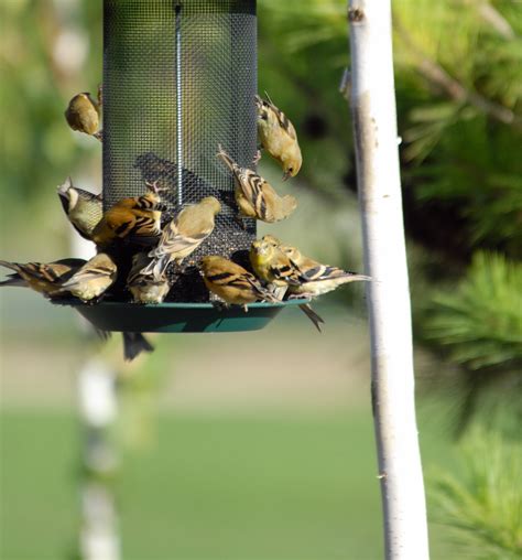 Summer Bird Feeding Tips Keep Seeds Away From Squirrels