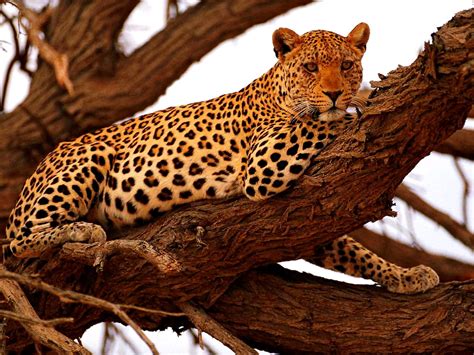 Leopard Wildlife Animals Wallpaper Top Free Wallpapers