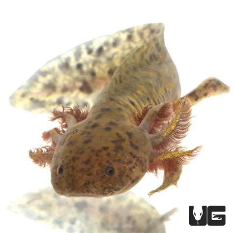 Copper Axolotls Ambystoma Mexicanum For Sale Underground Reptiles