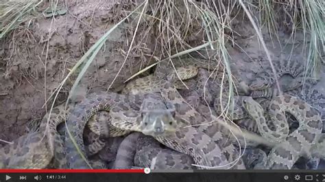 【閲覧注意】ガラガラヘビの巣を撮影中！カメラを落とすハプニングもww