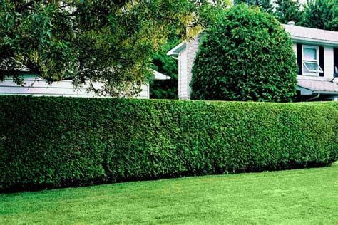 Best Planting A Privacy Hedge For Small Space Home Decorating Ideas