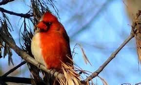 This is because males of this species use their coloration to attract mates, with the reddest if you'd like to help cardinals keep their color, there are several plants that you can grow right in your own backyard. What causes cardinals (males) to vary in color? - Quora