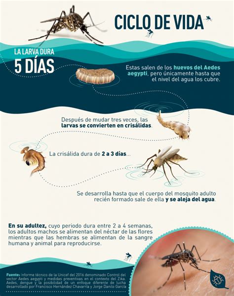 Virus Del Dengue Y Su Transmisión
