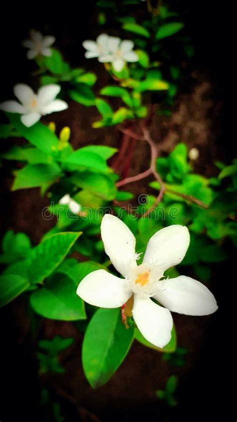 The White Glowing Flower Showing Peacefulness Stock Photo Image Of