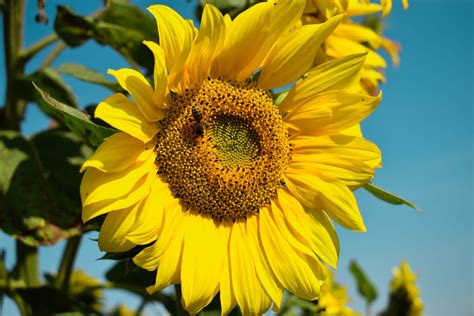 Growing Sunflowers from Seed - Primrose Blog