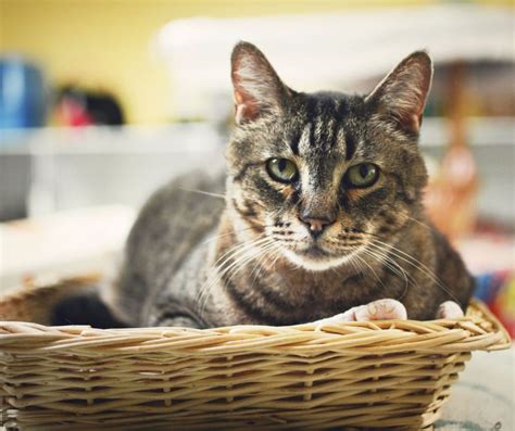 In campgrounds, in the picnic area. About Utah Animal Adoption Center | Salt Lake City, Utah