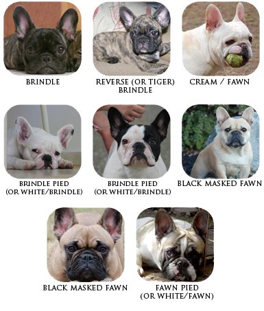 Explaining dog coat color genetics don't forget, subscribe, like and make comments, it helps us feed our puppies… understanding french bulldog or frenchton coat color might seem hard, but it's actually pretty simple! The Breed » French Bulldog Looks | VIXBULL - French ...