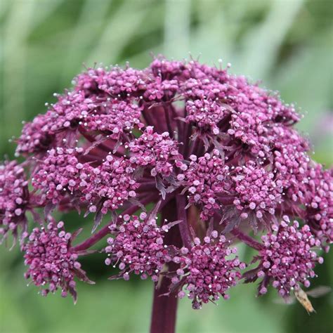 Tall Dramatic Burgundy Flowers Angelica Flower Plant Combinations