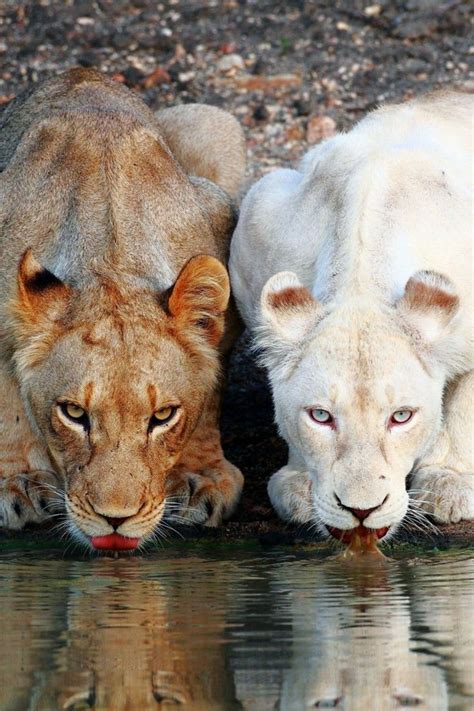 66 Best Images About Big Cats Male Lionslionesscubs On Pinterest
