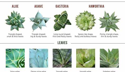 Succulent Identification: Aloe, Agave, Gasteris and Haworthia Plant