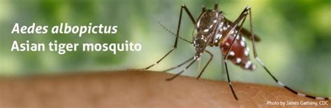 Asian Tiger Mosquitoes Aedes Albopictus Biogents Ag