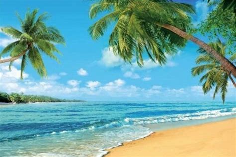 Tropical Beach Backdrop Our Photo Backdrops Are The Perfect Addition
