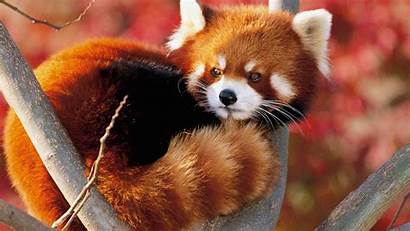 Panda Fluffy Animal Desktop 10wallpaper Resolution