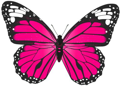 Pink Butterfly Colorful Butterfly Wallpaper 28174