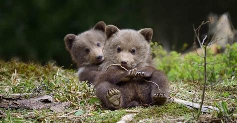 Whats A Baby Bear Called 5 More Amazing Facts A Z Animals