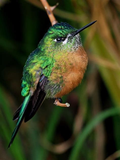 Firefighters from seven departments responded to the scene and extinguished the fire. Long-tailed sylph (female) Valle De Cocora, Colombia ...