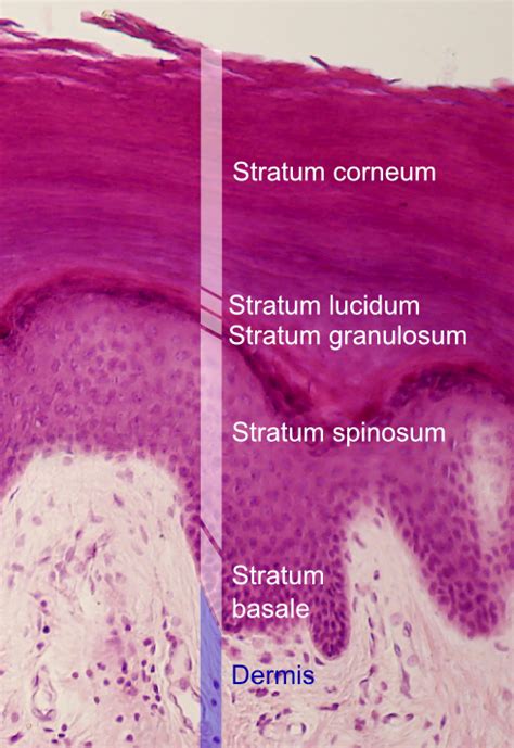 Stratum Corneum Layer In Skin Function Of Stratum Corneum Cells The