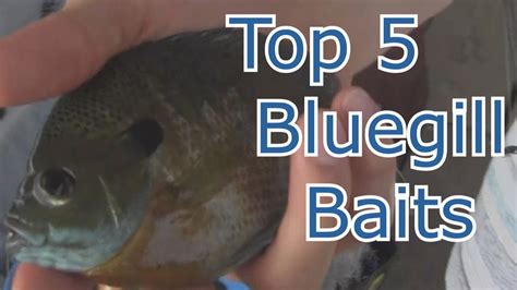Best 5 Baits For Bluegill And Panfish Tips And Techniques Youtube