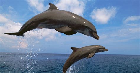 15 Interesting Facts About Dolphins Huffpost Uk