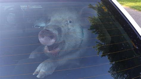 Hog Wild Pig Smiles After Pooping All Over Cop Car Abc7 Los Angeles