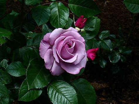 Barbara Streisand Rose Rose Images Rose Pictures Perennial Flowering